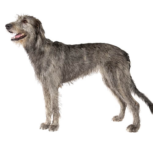 Irish wolfhound hot sale in not